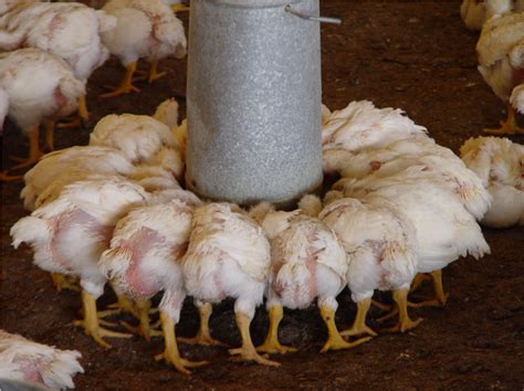 Estrategias para muchos pollos en granjas, sin mercado | Industria Avícola