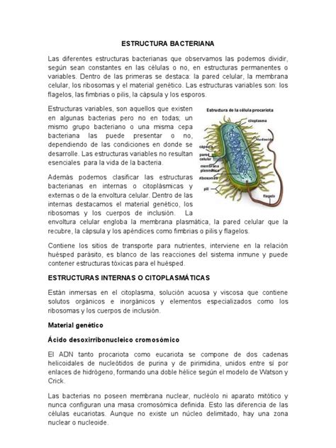 ESTRUCTURA BACTERIANA | Bacterias Grampositivas | Bacterias