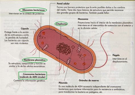 Estructura Bacteriana De Las Procariotas   2020 idea e ...