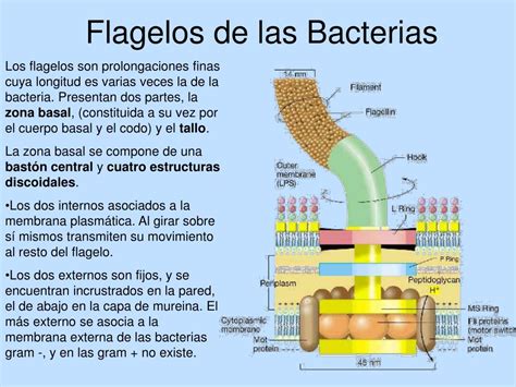 Estructura Bacteriana Flagelo   2020 idea e inspiración