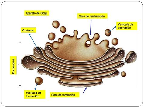 Estructura Celular: Sistema de membrana.