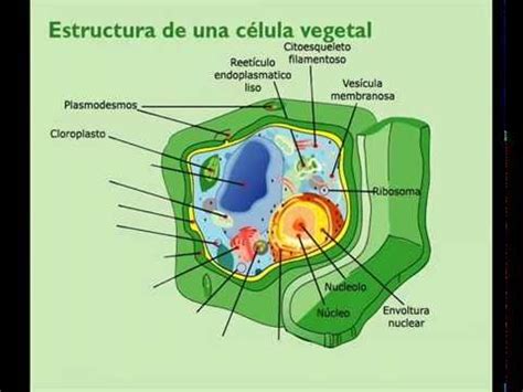 Estructura de la célula vegetal   YouTube