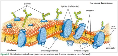 Estructura De La Membrana Celular Modelo Del Mosaico ...