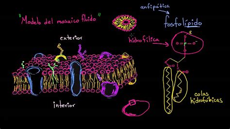 Estructura de la membrana celular: modelo del mosaico ...
