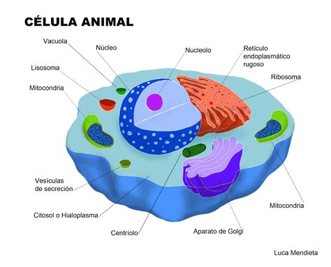 Estructura de las celulas animales micro