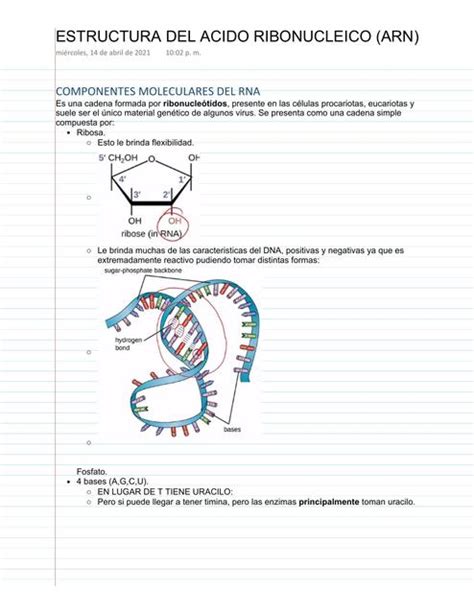 Estructura del Ácido Ribonucleico   ARN | ARN | Tipos de ARN | uDocz