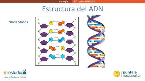 Estructura del ADN   YouTube