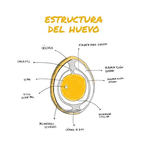 ESTRUCTURA | Instituto de Estudios del Huevo