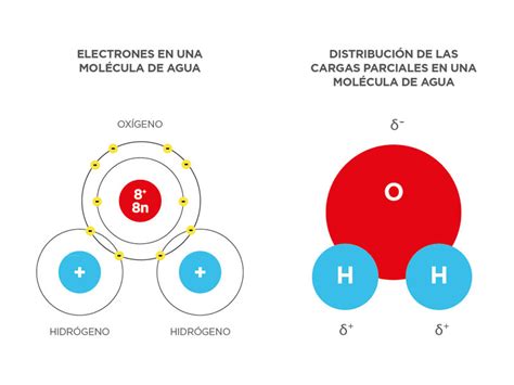 Estructura Molecular Del Agua Biologia   2020 idea e ...