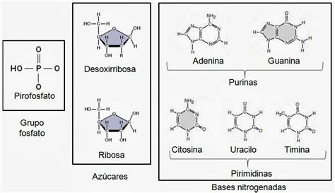 Estructura