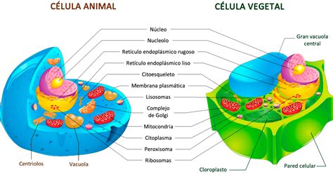 Estructura y función celular – Colegio Lideres Biologia
