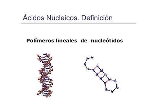 Estructura y función de Ácidos nucleicos