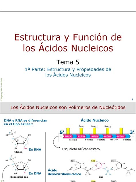 Estructura y Funcion de Los Acidos Nucleicos | Adn | Replicación De Adn