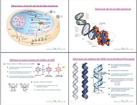 Estructura y Función de los ácidos nucleicos Estructura de los ...