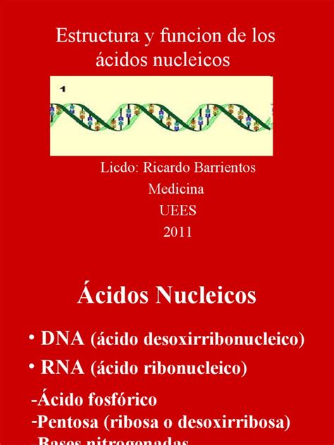 Estructura y Funcion de Los Acidos Nucleicos Medicina 2011 | Rna ...