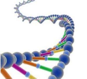 Estructura y Función de los Ácidos Nucleicos  【 Funcion.info