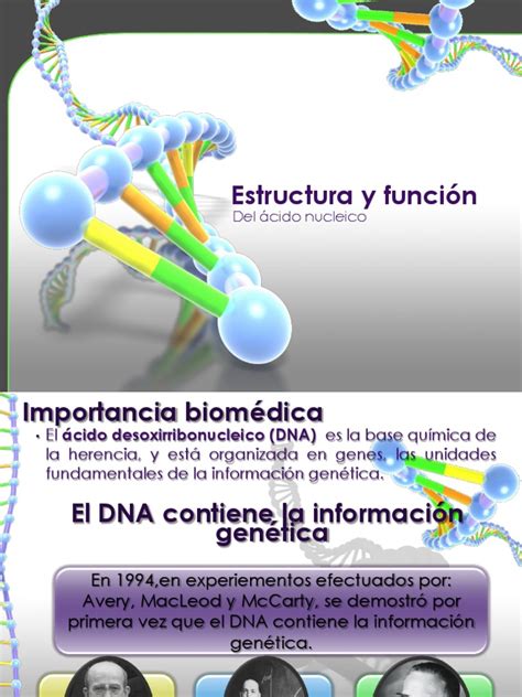 Estructura y función del ácido nucleico | Ácidos nucleicos | Adn