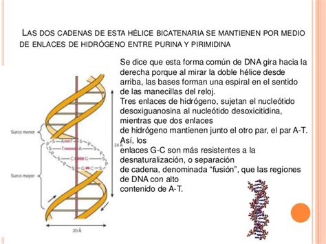 estructura y funcion del acido nucleico de harper ed 30