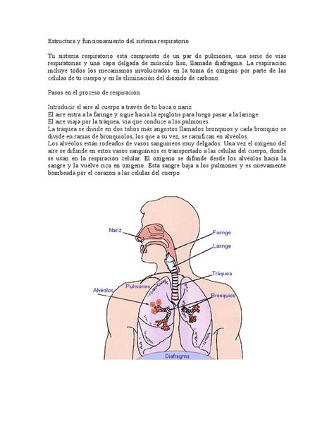 Estructura y Funcionamiento Del Sistema Respiratorio | Pulmón | Sistema ...