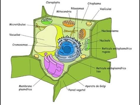 estructura y partes de la célula vegetal   YouTube