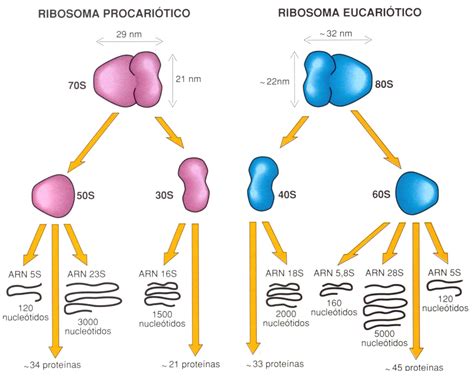 Estructura y tipos de ARN – Lidia con la Química
