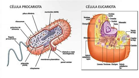 Estructuras celulares: Eucariotas y Procariotas ...