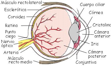 Estructuras del ojo