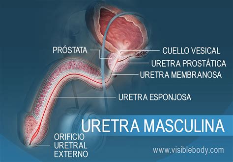 Estructuras del sistema urinario