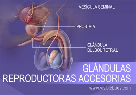 Estructuras reproductoras masculinas