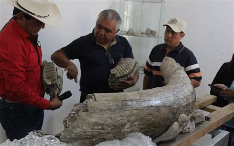 Estudiará INAH restos fósiles encontrados en Totimehuacan   El Sol de ...