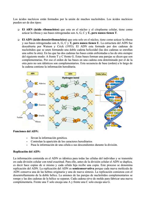 Estudio: Ácidos nucleicos  ADN y ARN