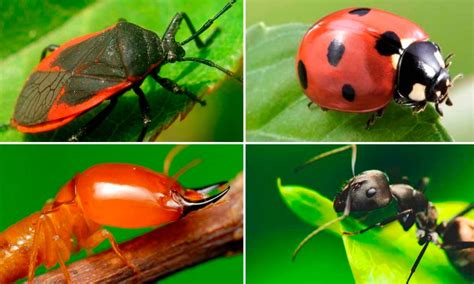Estudio advierte que medio millón de especies de insectos se ...