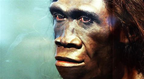 Estudio científico concluye que el Homo erectus se ...
