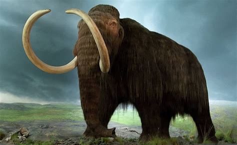 Estudio desvela por qué eran tan grandes los mamuts y otros herbívoros