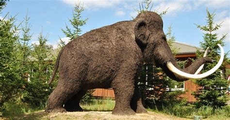Estudio revela por qué los mamuts eran tan grandes | Chispa