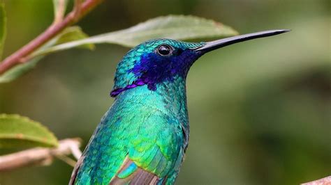 Estudio revela que los colibríes pueden ver colores que los humanos no ...