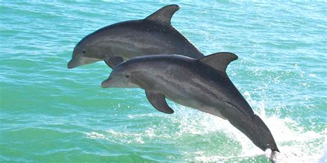 Estudio sostiene que más del 80% de los delfines del ...