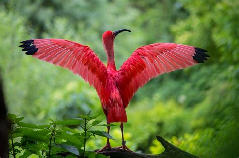 Estudo diz que há 18 mil espécies de aves no mundo – o ...