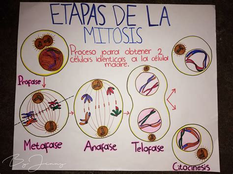Etapas De La Mitosis | Images and Photos finder