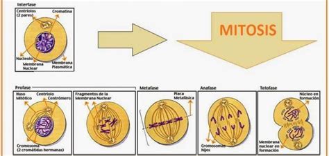 Etapas de la Mitosis   Todo ser vivo está formado por células