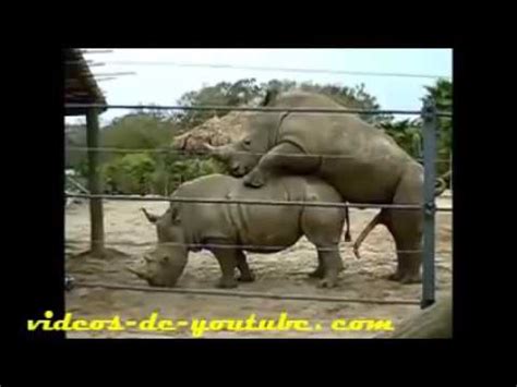 Ethology, Animal Behaviour, Tapir 教育ビデオ動物行動学、バク