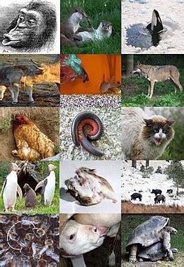 Ethology   Wikipedia