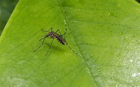 EUA aprovam liberação de mosquitos modificados contra a dengue ...