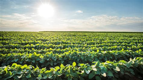 EUA vendem 623,9 mil t da safra 2016/17 de soja na semana ...