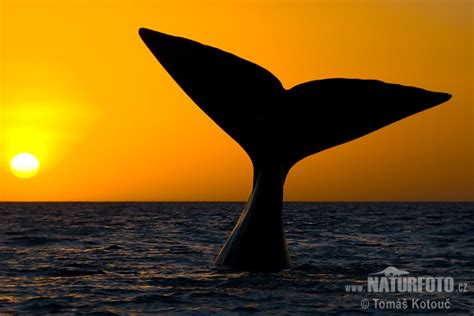 Eubalaena australis Pictures, Southern Right Whale Images ...