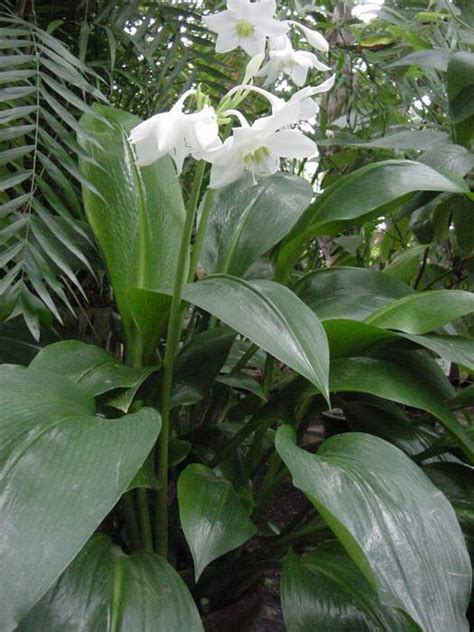 Eucharis × grandiflora   Wikipedia