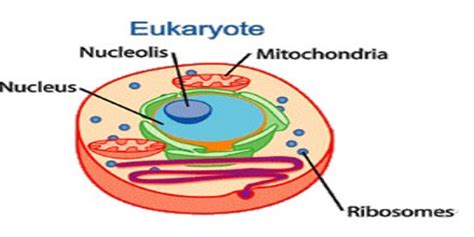 Eukaryote   Assignment Point