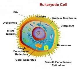 Eukaryotic and Prokaryotic cells – Kate s A level Biology