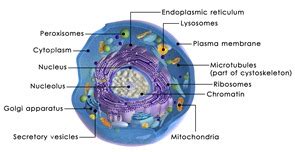 Eukaryotic and Prokaryotic Cells: Similarities and Differences