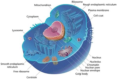 Eukaryotic Cell   Definition, Characteristics, Structure ...